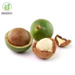 Lợi ích thần kỳ của hạt mắc ca Lợi ích thần kỳ của hạt mắc ca