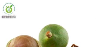 Lợi ích thần kỳ của hạt mắc ca Lợi ích thần kỳ của hạt mắc ca