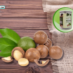 Quả mắc ca – “Nữ hoàng của các loại hạt” mua ở đâu tại Hà Nội?