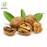 Quả óc chó có tác dụng gì tốt? Quả óc chó có tác dụng gì?