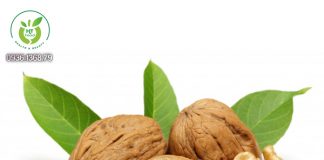 Quả óc chó có tác dụng gì tốt? Quả óc chó có tác dụng gì?