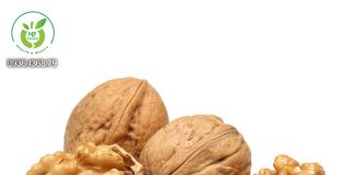 Quả óc chó Mỹ mua ở đâu Bình Dương? Quả óc chó Mỹ mua ở đâu Bình Dương?