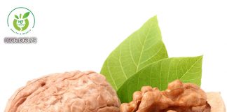 Quả óc chó Mỹ mua ở đâu Ninh Bình? Quả óc chó Mỹ mua ở đâu Ninh Bình?