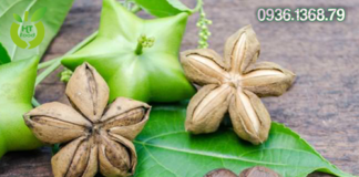 Mua hạt sachi ở đâu tại Tphcm Chất lượng nhất