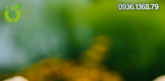 Quả óc chó mua ở đâu tại Bình Định uy tín – giá rẻ nhất?